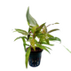 Гигрофила сиамская (в горшке) (Hygrophila corymbosa Siamensis) Гигрофила сиамская (в горшке) (Hygrophila corymbosa Siamensis)