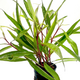 Гигрофила гвианская (с грузом) (Hygrophila guianensis) Гигрофила гвианская (с грузом) (Hygrophila guianensis)
