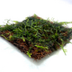 Мох Плакучий на кокосовом мате (Vesicularia ferriei, Weeping Moss)