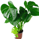Монстера Делициоза