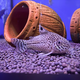 Сом коридорас Джули XL (Corydoras julii)