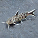 Сом Синодонтис петрикола (Synodontis petricola)