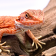Агама бородатая Red translucent