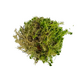 Мох террариумный чистый S
