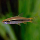 Расбора индийская, синеполосая (Rasbora daniconius)