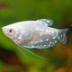 Гурами перламутровый ML (Trichopodus trichopterus)