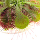 Росянка (Drosera spatulata) D5, взрослое растение