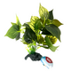 Искусственное растение на подложке Анубиас 12х7х32см