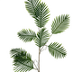 Пальма лиана, 100 см