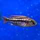 Хилотиляпия губастая (Cheilochromis euchilus)
