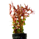 Ротала Blood Red (в горшочке) (Rotala Blood Red)