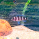 Неолампрологус пятиполосый (Neolamprologus tretocephalus)