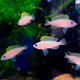 Неолампрологус крапчатохвостый (Neolamprologus caudopunctatus)