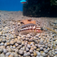 Юлидохромис масковый, транскриптус (Julidochromis transcriptus)