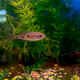 Офтальмотиляпия вентралис (Ophthalmotilapia ventralis)