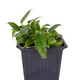 Филодендрон (Philodendron wend imbe)