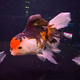 Золотая рыбка Оранда роза хвост XL (Carassius auratus var.)