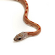 Полоз маисовый Sunkissed Stripe