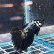 Петушок Халфмун Самурай (самец) (Betta splendens var.)
