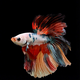 Петушок Халфмун Немо (самец) (Betta splendens var.)