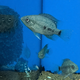Цихлазома Бокура (Cichlasoma bocourti)