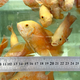 Астронотус супер красный (малек) (Astronotus ocellatus)