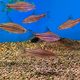 Барбус линейный (Desmopuntius johorensis)