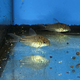 Сом коридорас Элеганс (Corydoras elegans)