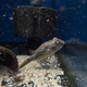 Тетрадон фахака M (Tetraodon lineatus)