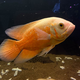 Астронотус супер красный M (Astronotus ocellatus)