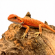 Агама бородатая Red Hypo Translucent