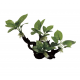 ArtUniq Branched Driftwood With Anubias S1 - Декоративная композиция из пластика "Ветвистая коряга с анубиасом", 25,5x13x27 см