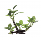 ArtUniq Branched Driftwood With Anubias lanceolata M2 - Декоративная композиция из пластика Ветвистая коряга с анубиасом, 32x15,5x27,5 см