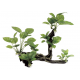 ArtUniq Branched Driftwood With Anubias L - Декоративная композиция из пластика "Ветвистая коряга с анубиасом", 44x15,5x38,5 см