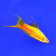 Меченосец красный вилочный (Xiphophorus hellerii)
