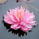 Нимфея Lilypons розовая, корневище