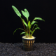 Криптокорина люценс (Cryptocoryne lucens) (в горшке)