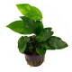 Анубиас Бартера (XL) (ветка) (Anubias barteri var. barteri)
