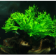 Папоротник Винделов (в горшке) (Microsorum pteropus Windelov)