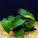 Анубиас Бартера Широколистный (ветка) (Anubias barteri var. "Broad leaf")