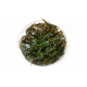 Криптокорина Валкера (Cryptocoryne walkeri) (меристема) Тайланд