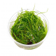 Юнкус репенс (меристема) Тайланд (Juncus repens)