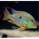 Геофагус бразильский (S) (Geophagus brasiliensis)