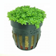 Хемиантус Куба (в горшке) (Hemianthus callitrichoides Cuba)