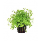 Микрантемум тенистый (в горшке) (Micranthemum umbrosum)