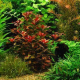 Людвигия красная P8 (Ludwigia natans Super Red)