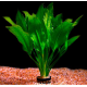 Эхинодорус амазонский (в горшке) (Echinodorus amazonicus)