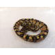 Королевский питон (Orange dream yellow belly), S