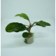 Буцефаландра Тейя (ветка) (Bucephalandra sp. Theia)