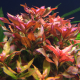 Людвигия перуанская Даймонд (в горшке) (Ludwigia peruviana)